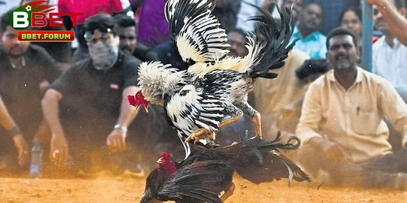 Bí quyết soi kèo đá gà tre tại BBET dễ thắng