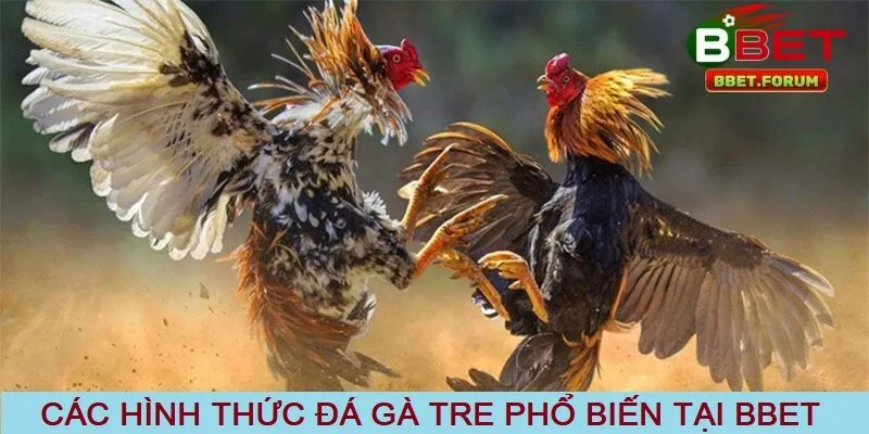 Các hình thức đá gà tre phổ biến tại BBET