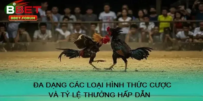 Đa dạng các loại hình thức cược và tỷ lệ thưởng hấp dẫn tại đá gà BBET