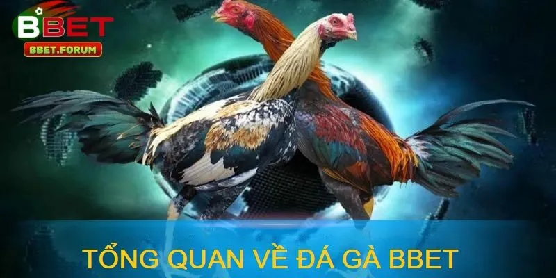 Đá Gà BBET đã trở thành một trong những danh mục cá cược được yêu thích nhất trên nền tảng