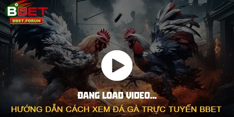 Hướng dẫn cách xem đá gà trực tuyến BBET