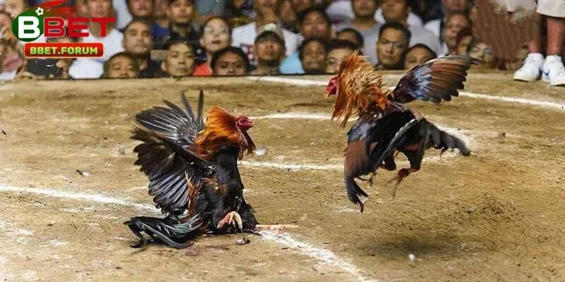 Lịch phát sóng và các giải đấu nổi bật trên đá gà trực tuyến BBET