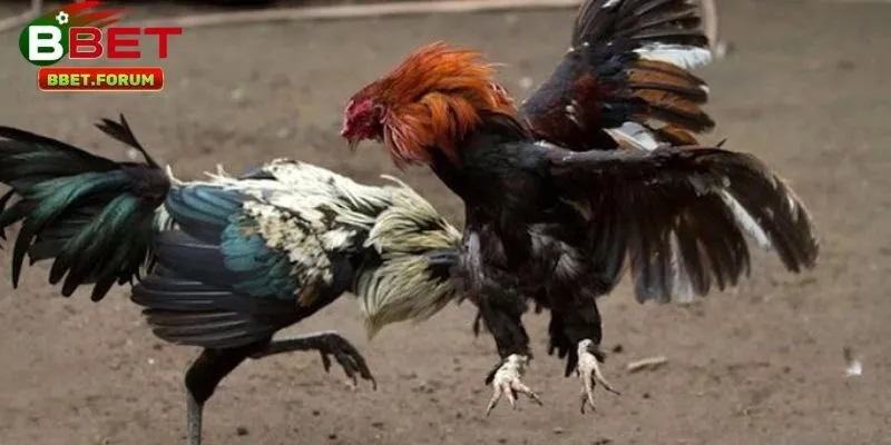 Sử dụng các chiến thuật soi kèo từ cao thủ giúp bạn thắng lớn trong việc đặt kèo đá gà cựa dao tại BBET