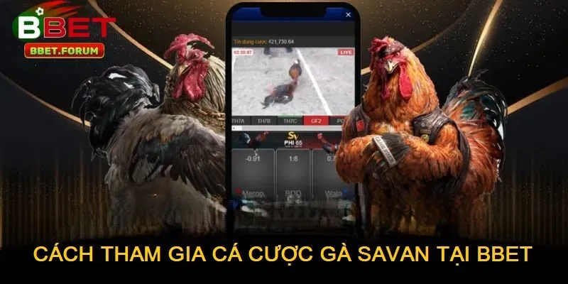 Tham gia cá cược đá gà savan tại BBET chỉ với vài bước đơn giản