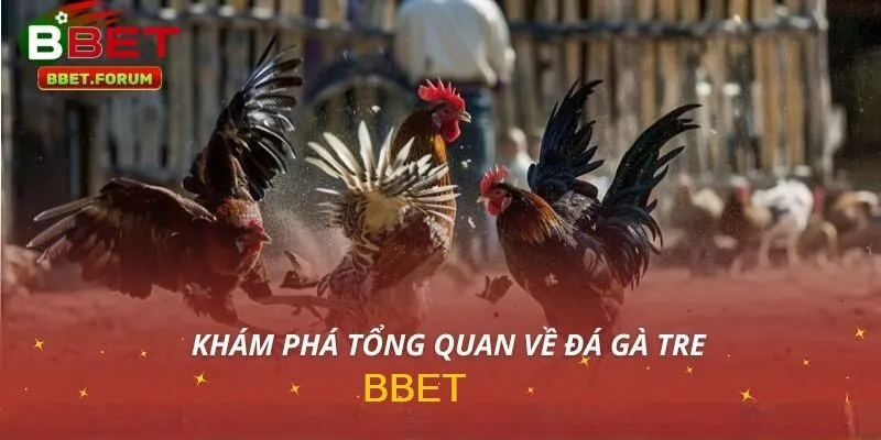 Tổng quan về đá gà tre BBET