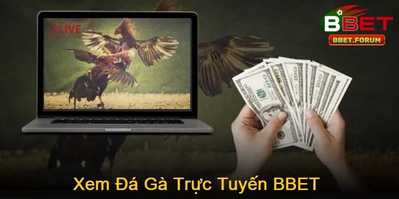 Xem Đá Gà Trực Tuyến BBET đang trở thành xu hướng được đông đảo người hâm mộ bộ môn đá gà lựa chọn